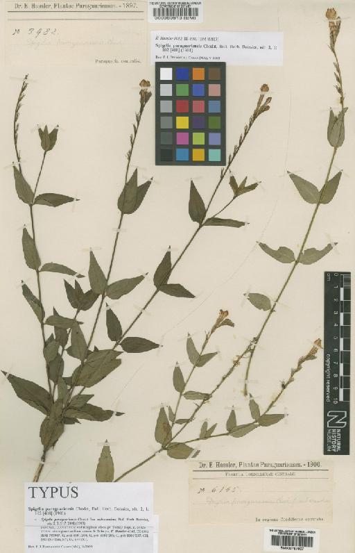 Spigelia paraguariensis Chodat - BM000757907