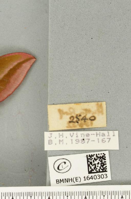 Deilephila elpenor (Linnaeus, 1758) - BMNHE_1640303_a_label_206427