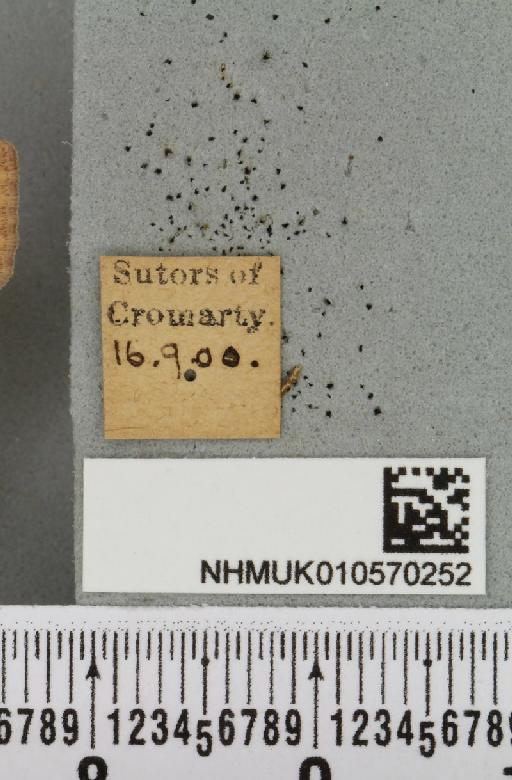 Agrochola circellaris (Hufnagel, 1766) - NHMUK_010570252_label_627921