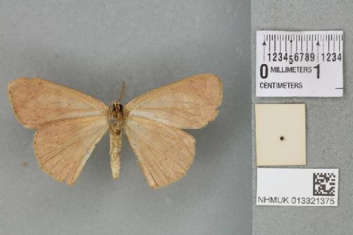 Mesotrophe maximaria (Guenée in Boisduval & Guenée, 1858) - 013321375_reverse