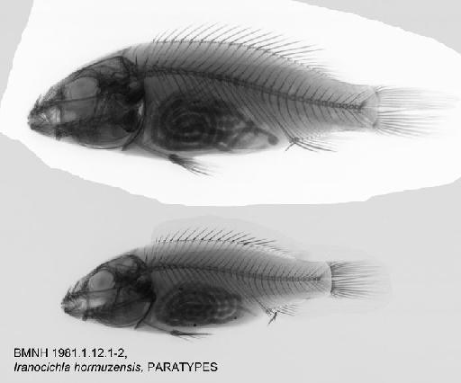 Iranocichla hormuzensis Coad, 1982 - BMNH 1981.1.12.1-2, PARATYPES, Iranocichla hormuzensis Radiograph