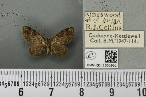 Pasiphila rectangulata ab. nigrosericeata Haworth, 1809 - BMNHE_1801961_378016