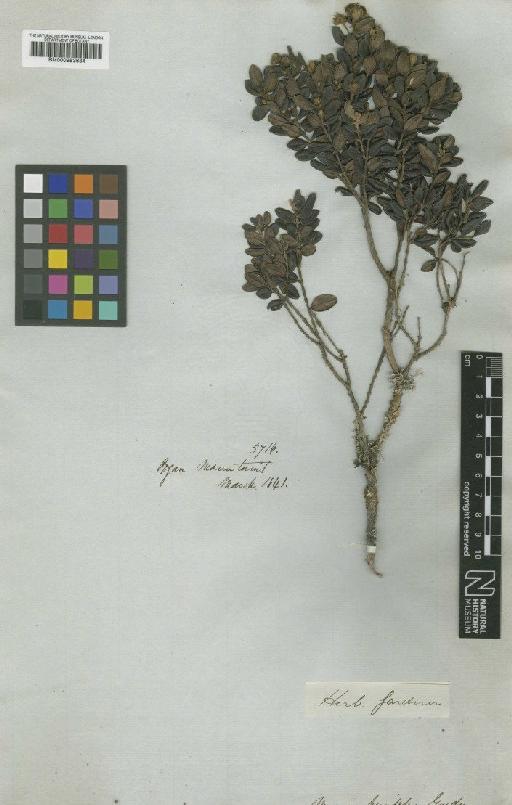 Myrcia buxifolia Gardner - BM000953634