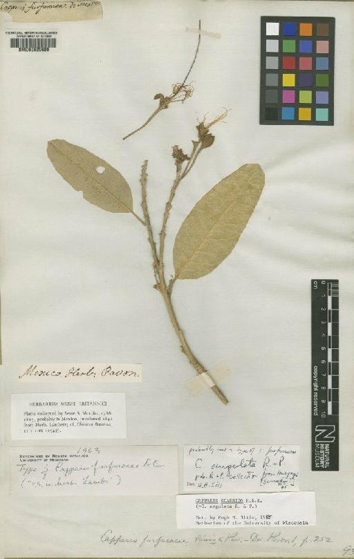 Capparis scabrida Kunth - BM000629659