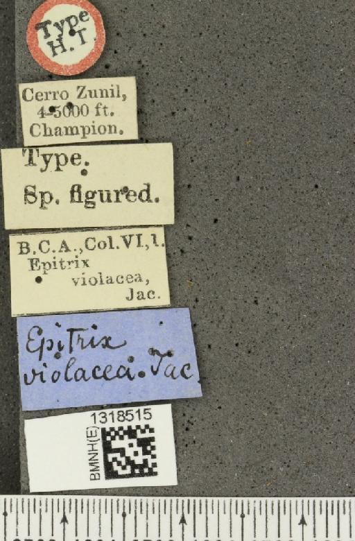 Epitrix violacea Jacoby, 1885 - BMNHE_1318515_label_24828