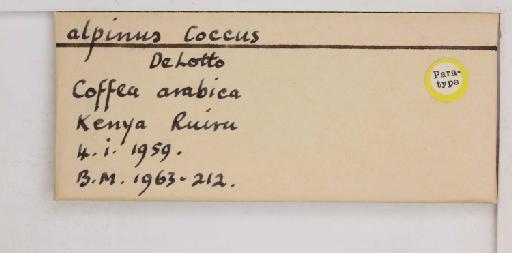 Coccus alpinus De Lotto, 1960 - 010713731_additional