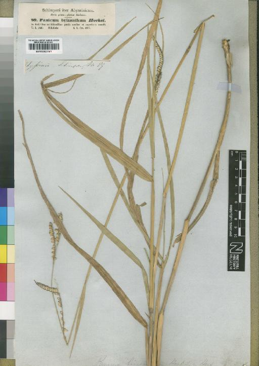 Brachiaria brizantha (A.Rich.) Stapf - BM000923191