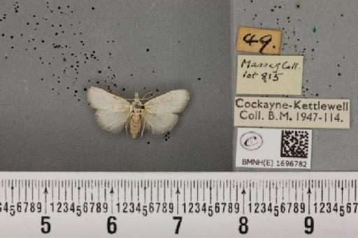 Nola aerugula ab. alfkeni Warnecke, 1938 - BMNHE_1696782_293105