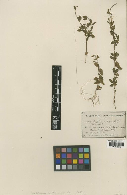 Epilobium collinum C.C.Gmel. × E. montanum L. - BM000751906