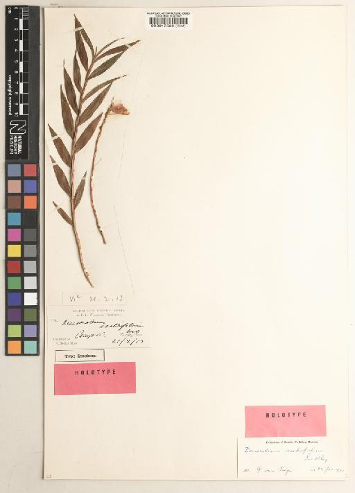 Dendrobium scabrifolium Ridl. - BM000017529