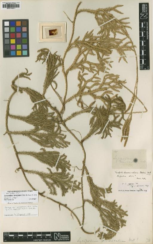 Lycopodium divaricatum Grev. & Hook. - BM001038041