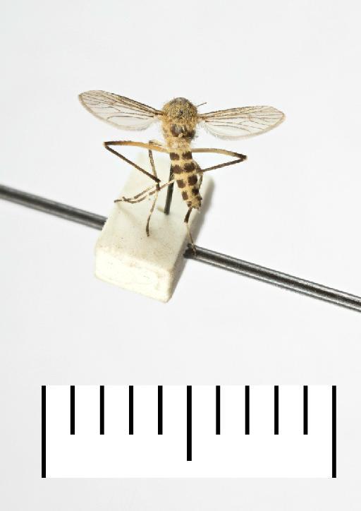 Aedes (Ochlerotatus) caballus (Theobald, 1912) - 23a