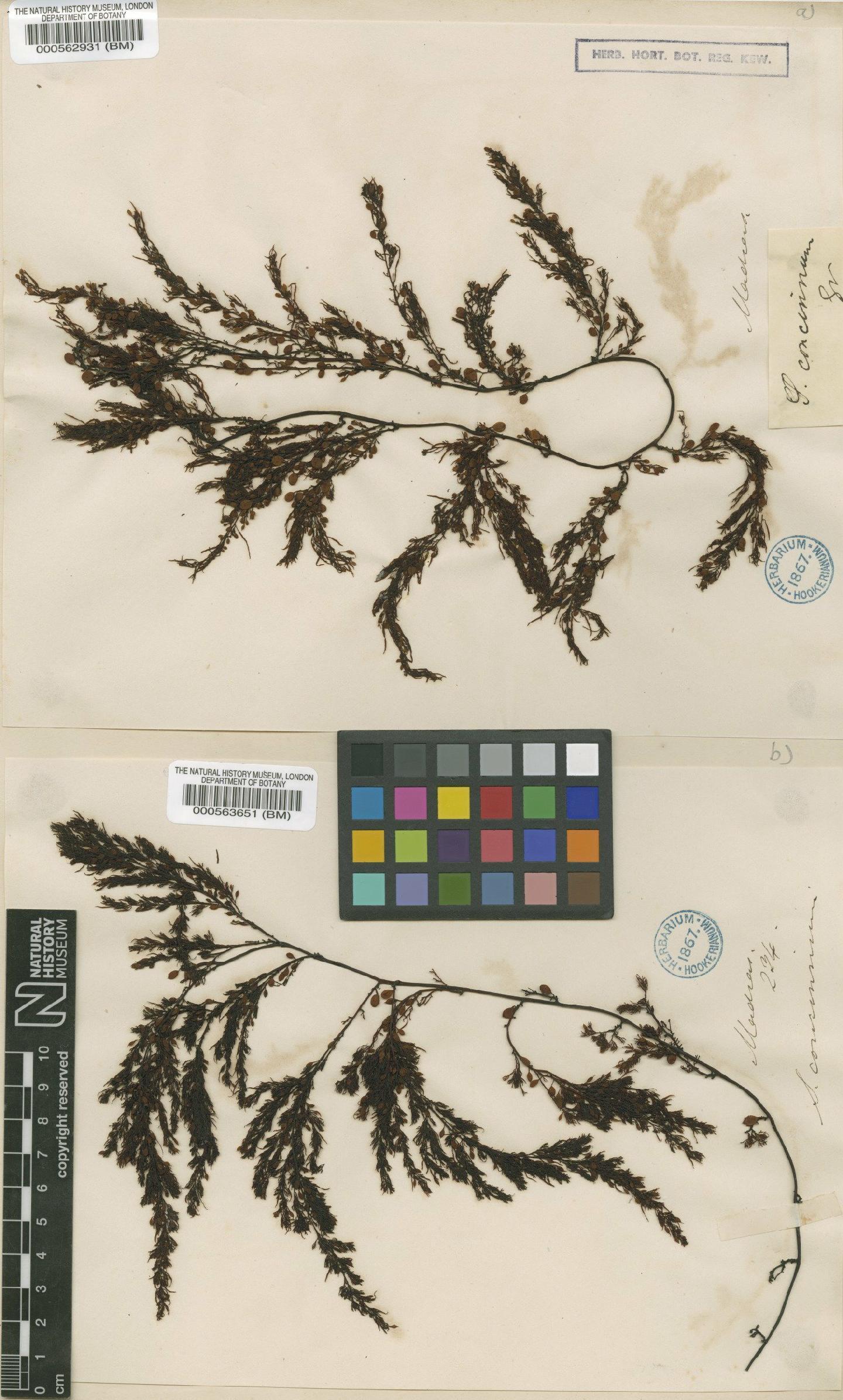 To NHMUK collection (Sargassum concinnum Grev. ex J.Agardh; Isotype; NHMUK:ecatalogue:4722447)