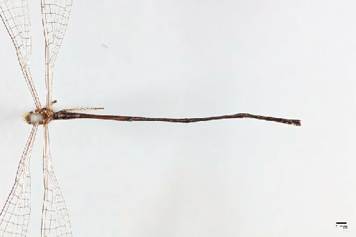 Drepanosticta annandalei Fraser, 1924 - 013324286_Drepanosticta_annandalei_Holotype_abdomen_dorsal