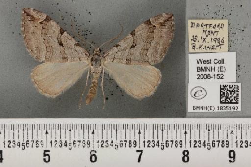 Aplocera plagiata plagiata (Linnaeus, 1758) - BMNHE_1835192_406642