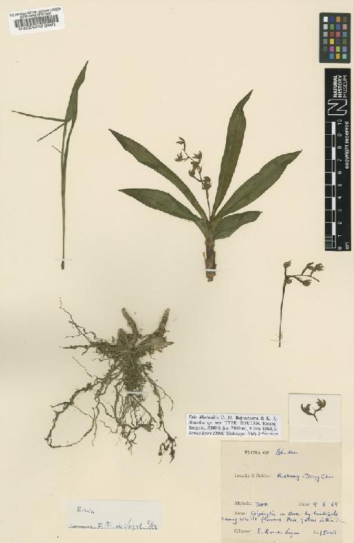 Pinalia bhutanica (Bajrach. & K.K.Shrestha) Schuit., Y.P.Ng & H.A.Pedersen - BM000506258