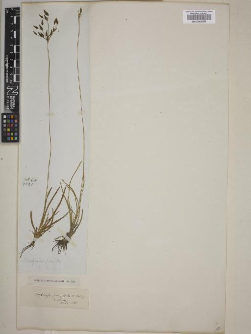 Fimbristylis fusca (Nees) Benth. ex C.B.Clarke - BM000832629