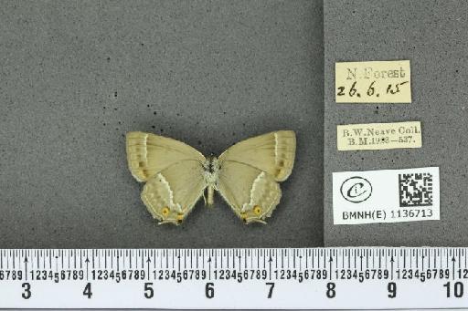 Neozephyrus quercus (Linnaeus, 1758) - BMNHE_1136713_94457
