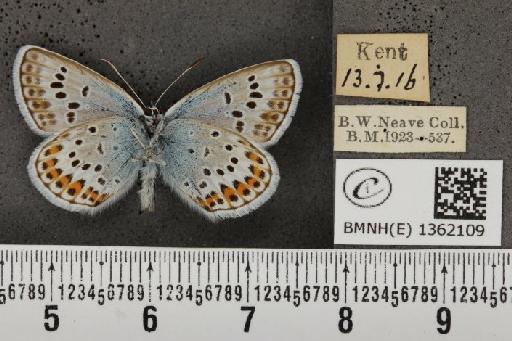 Plebejus argus cretaceus Tutt, 1909 - BMNHE_1362109_175195