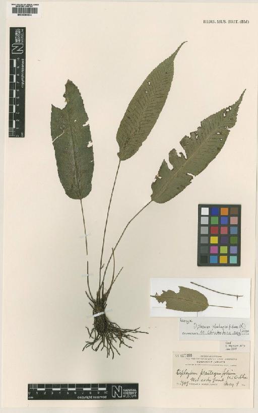 Diplazium plantaginifolium (L.) Urb. - BM000804344