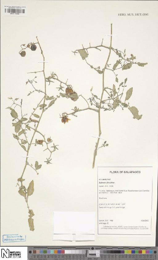 Solanum cheesmaniae (L.Riley) Fosberg × S. pimpinellifolium L. - BM001120096