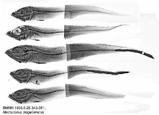 Macruronus magellanicus Lönnberg, 1907 - BMNH 1936.8.26.342-351, Macruronus magellanicus, Radiograph