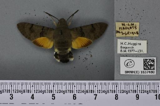 Macroglossum stellatarum (Linnaeus, 1758) - BMNHE_1637480_206153