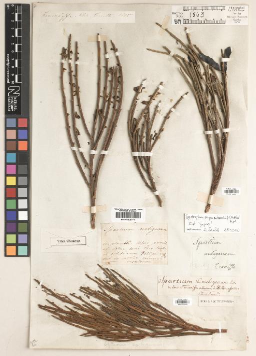 Cytisus supranubius (L.f.) Kuntze - BM010763529