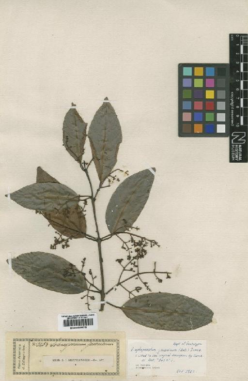 Lophopetalum javanicum (Zoll.) Turcz. - BM000839018