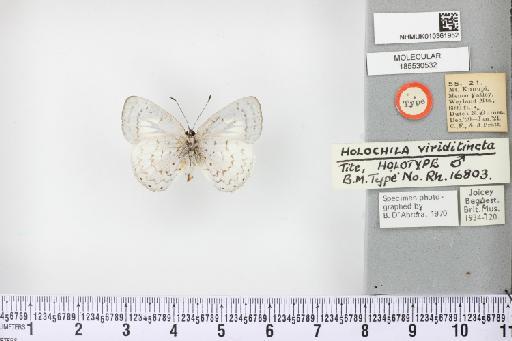 Holochila viriditincta Tite, 1963 - NHMUK010361952_Holochila_viriditincta_Tite_T_ventral.JPG