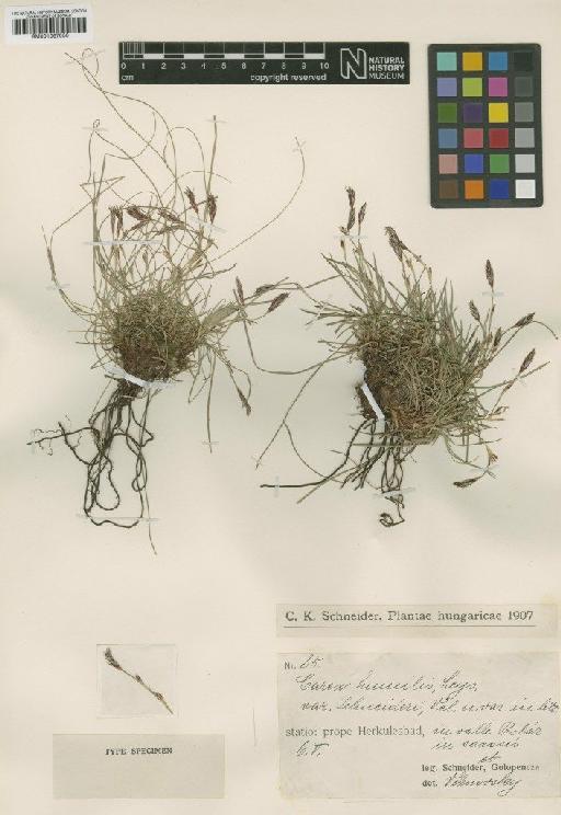 Carex humilis Leyss. - BM001067050