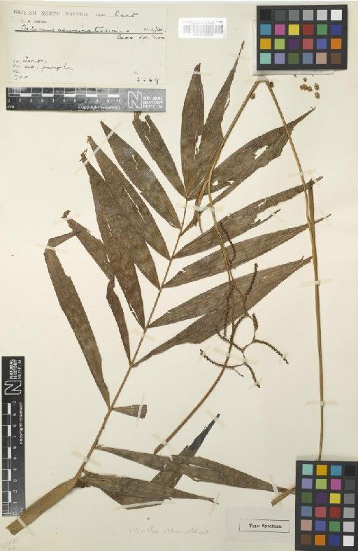 Calamus acuminatissimus Becc. - BM001040879