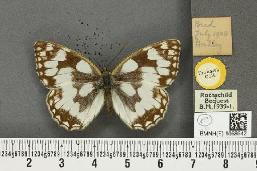 Melanargia galathea serena ab. nacrea Oliver, 1937 - BMNHE_1068642_34412