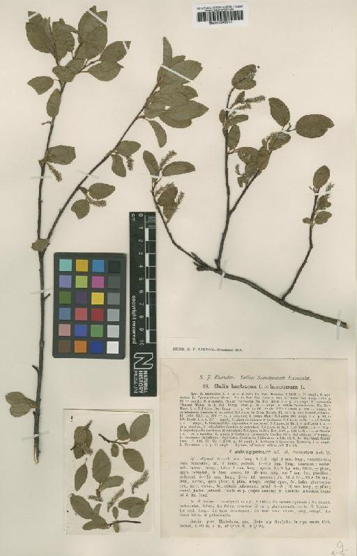 Salix herbacea L. - BM001046044