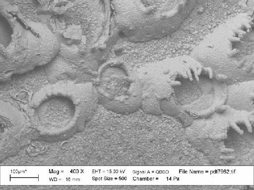 Einhornia Nikulina, 2007 - BZ 5453. Einhornia (pdt 7962)