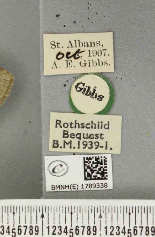 Epirrita dilutata ab. tectata Fuchs, 1900 - BMNHE_1789338_label_359335