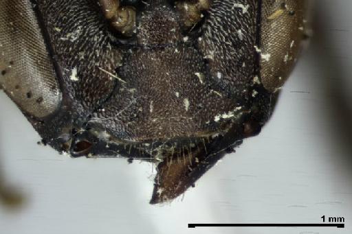 Scaptotrigona tubiba (Smith, F., 1863) - Trigona_tubiba-BMNH(E)970285-mandible-6,3x