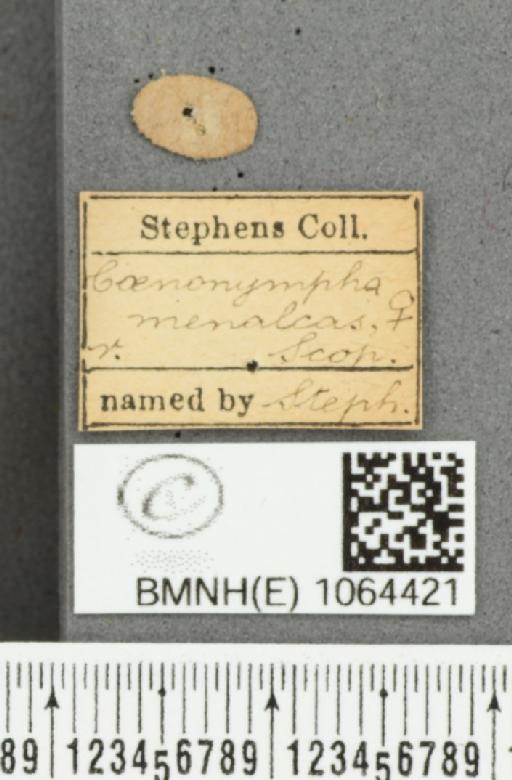 Coenonympha pamphilus (Linnaeus, 1758) - BMNHE_1064421_label_25585