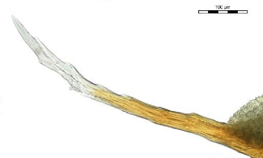 Syntrichia sinensis (Müll.Hal.) Ochyra - Barbula alpina_BM000575992tip.jpg