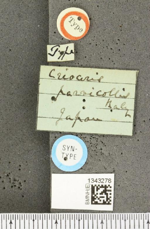 Lilioceris (Lilioceris) parvicollis (Baly, 1873) - BMNHE_1343278_label_13036