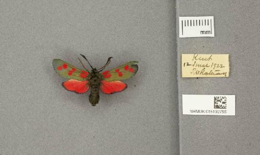 Zygaena (Zygaena) filipendulae stephensi Dupont, 1900 - 015192766_775459_1085133