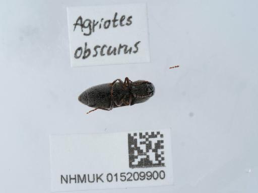 Agriotes obscurus (Linnaeus, 1758) - 015209900_2