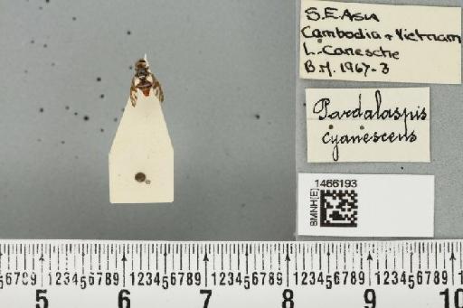 Neoceratitis cyanescens (Bezzi, 1923) - BMNHE_1466193_27057