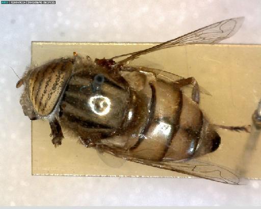 Eristalinus (Eristalodes) barclayi (Bezzi, 1915) - Eristalinus barclayi HT dorsal