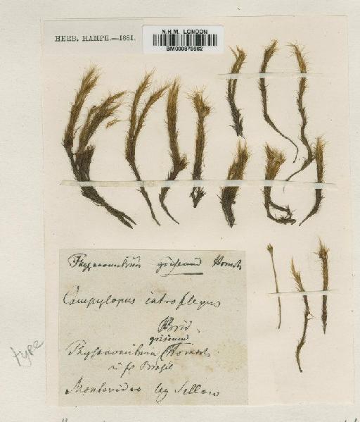 Campylopus griseus (Hornsch.) Jaeg - BM000879662