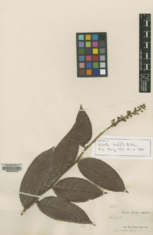 Hirtella burchellii Britton - BM000602463