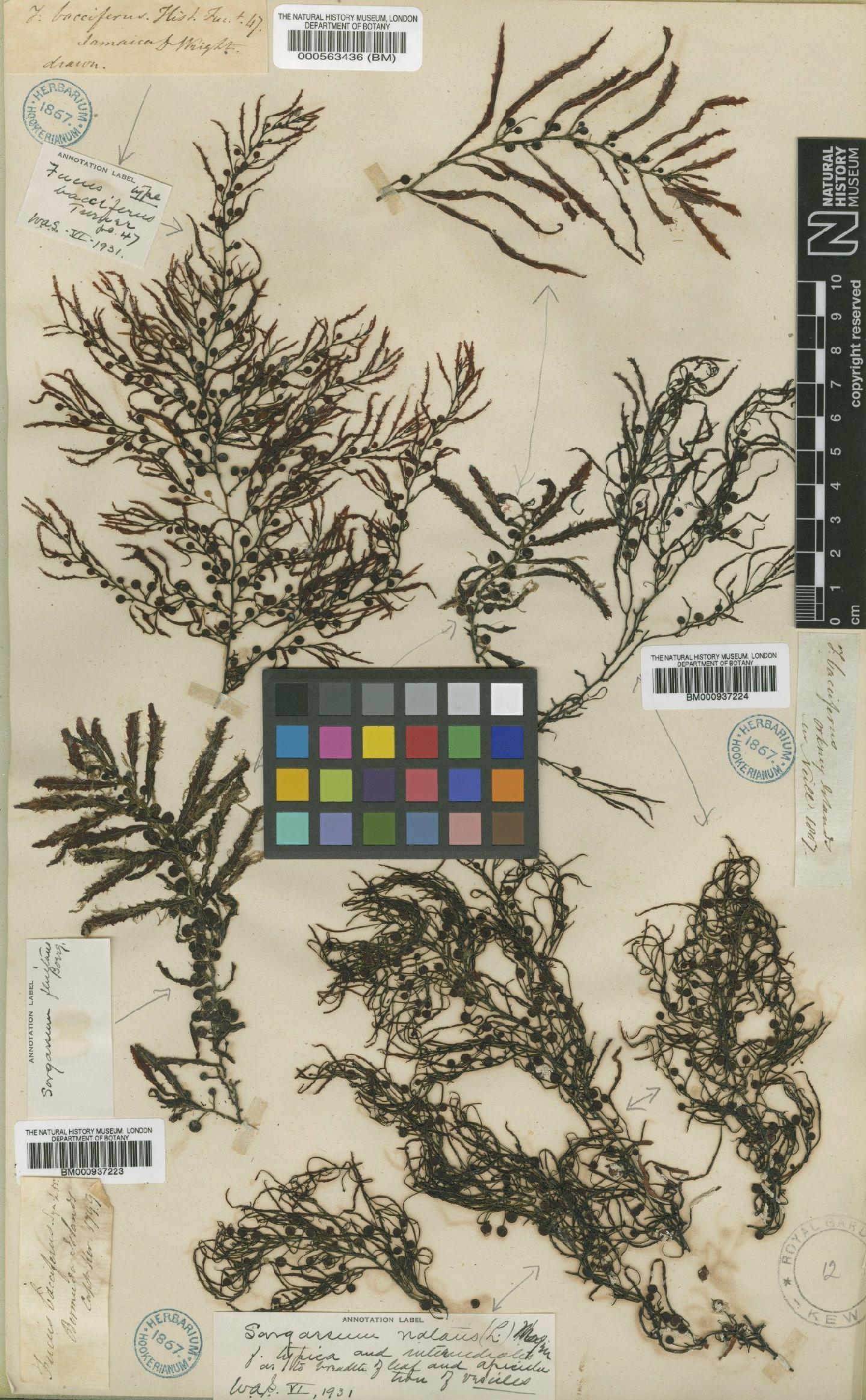 To NHMUK collection (Sargassum bacciferum (Mert.) C.Agardh; Type; NHMUK:ecatalogue:473374)