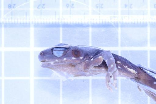 Rana siberu - Image of specimen 1979.306