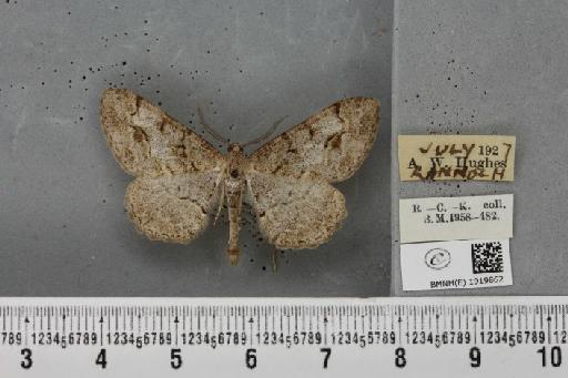 Alcis repandata muraria Curtis, 1826 - BMNHE_1919862_475738