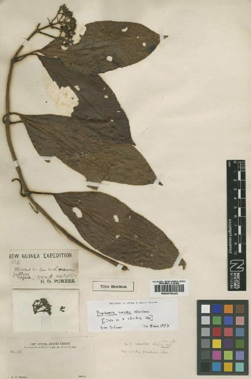 Psychotria cornifer Wernham - BM000796402